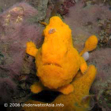 Frogfish